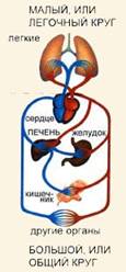 легочный круг