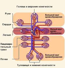 круг крови
