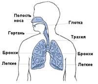 респираторная система