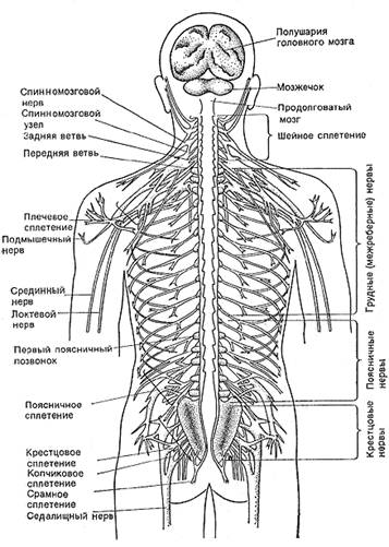 нервные окончания